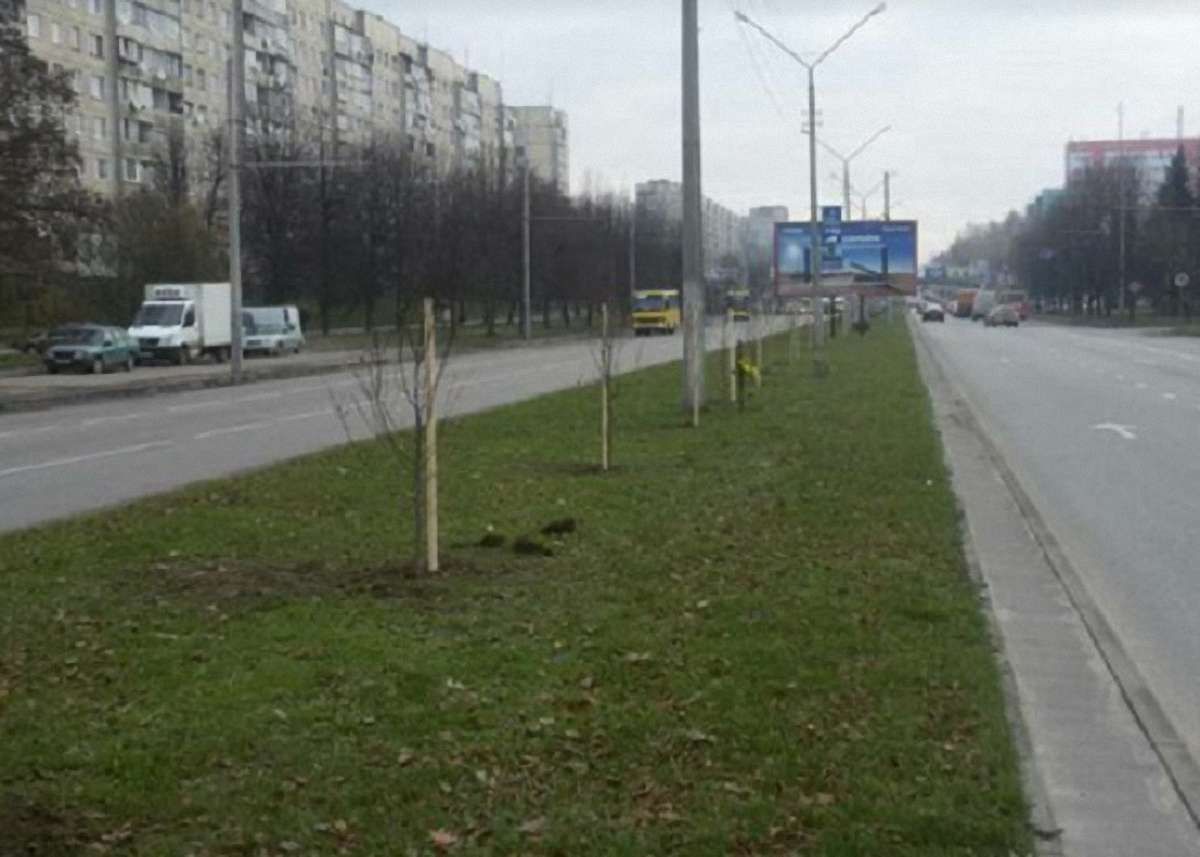 До кінця року у Львові висадять близько 500 дерев