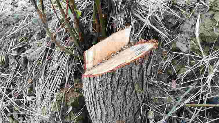 У Шевченківському районі Львова незаконно зрізали близько 100 дерев