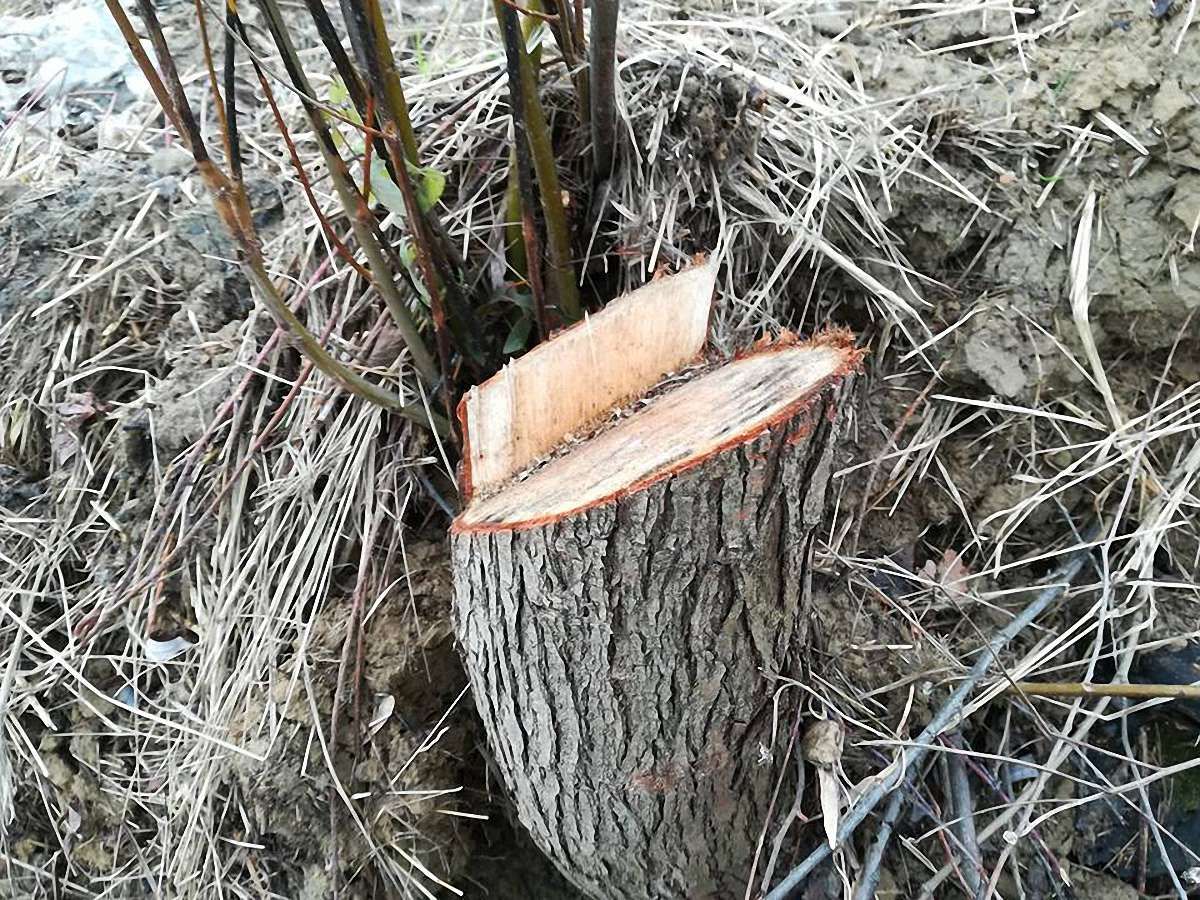 У Шевченківському районі Львова незаконно зрізали близько 100 дерев
