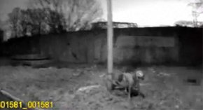 Львівські патрульні підстрелили агресивного собаку, який кидався на господаря