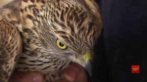 Червонокнижного яструба вилучили у продавця на виставці птахів у Львові