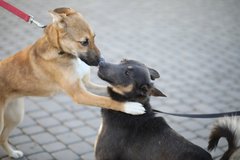 Твоя Цукерочка