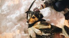 Шоколадний песик Барні