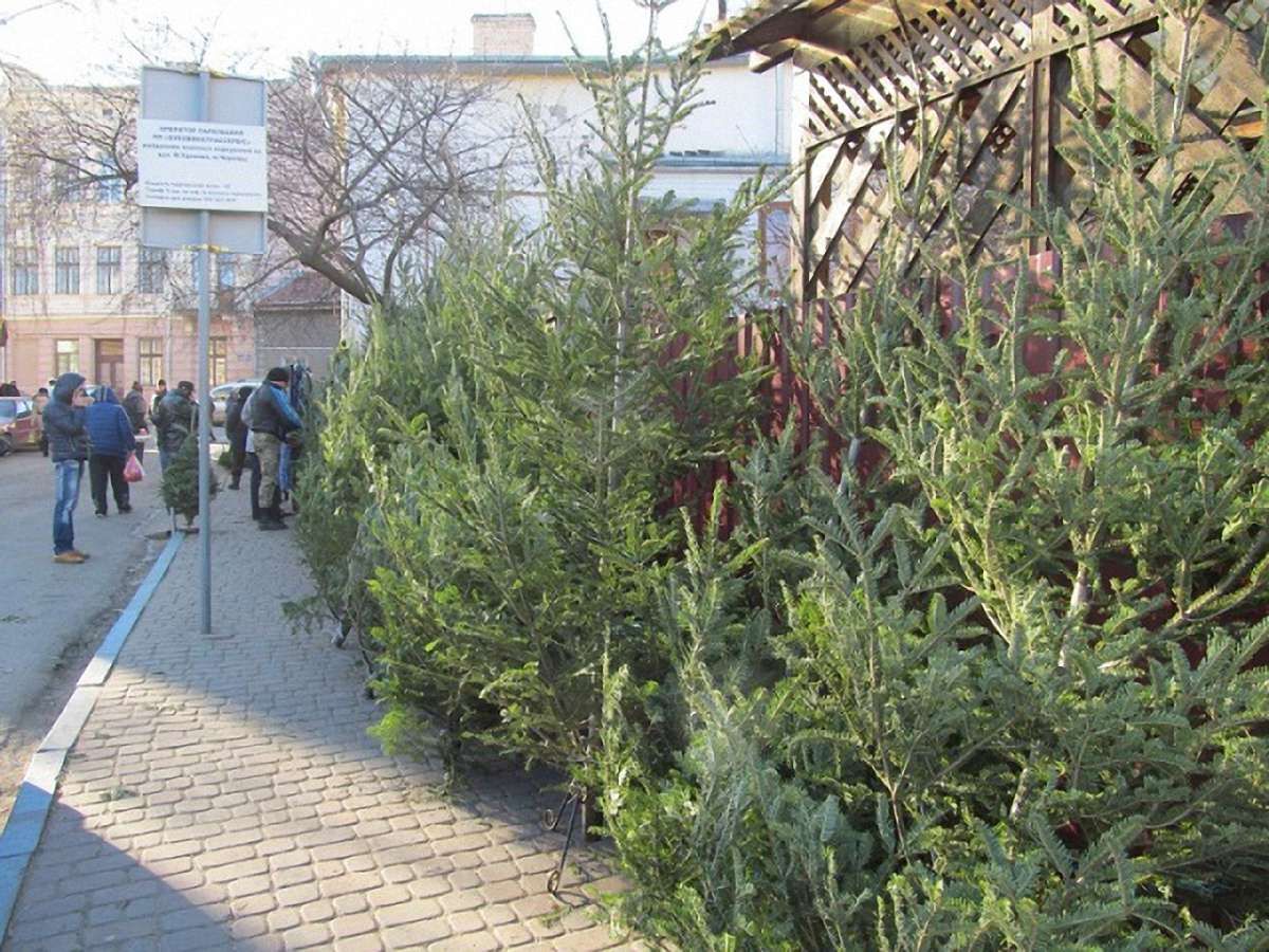 В Україні створили мобільний додаток для перевірки новорічних ялинок