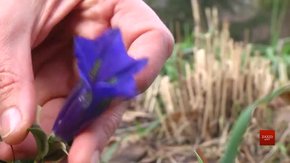 Через кліматичні зміни Україна наближається до субтропіків