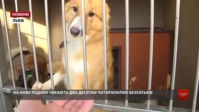 У ЛКП «Лев» закликають львів'ян прийняти в сім'ю чотирилапого друга до новорічних свят