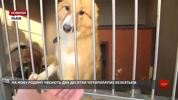 У ЛКП «Лев» закликають львів'ян прийняти в сім'ю чотирилапого друга до новорічних свят