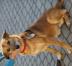 Новорічна мрія песика Реймонда