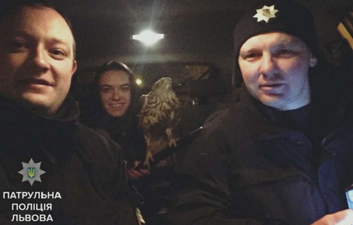 У Львові патрульні спільно з рятувальниками допомогли яструбу, що заплутався на дереві