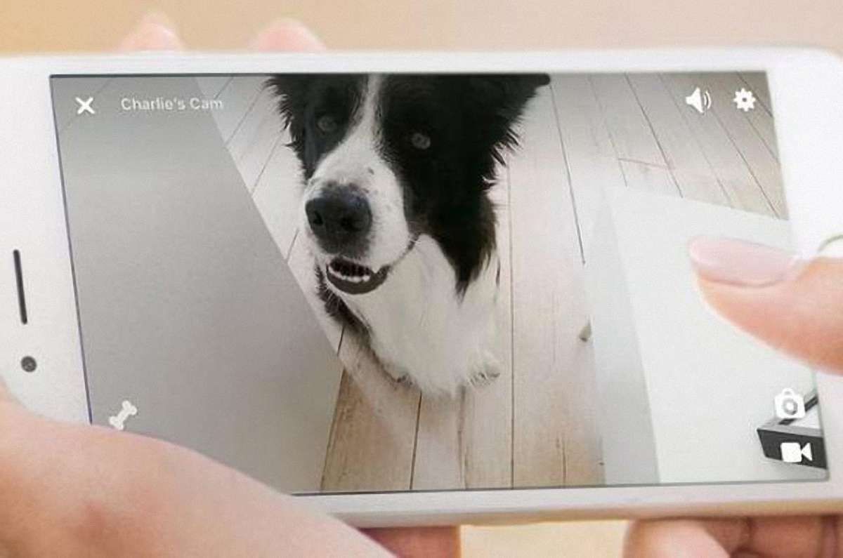 Оновлення стартапу Petcube дозволятиме домашнім тваринам «дзвонити» до своїх господарів