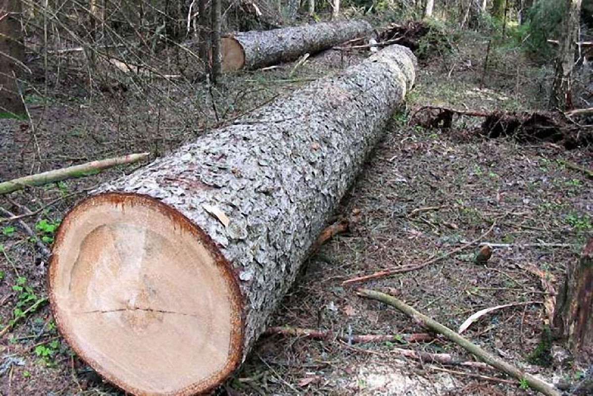 У Кам’янка-Бузькому районі загинув лісничий