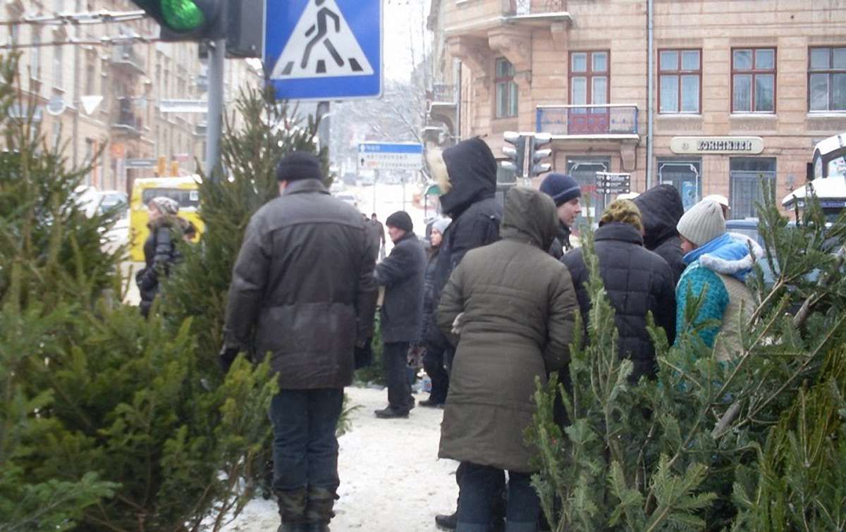 За незаконний продаж ялинок на Львівщині оштрафували 10 осіб
