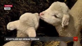 Ягняток, які народилися у Шевченківському гаю, переведуть до дорослих овець через два місяці 