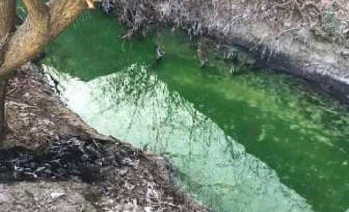 Потічок у Львові забруднили невідомою зеленою речовиною