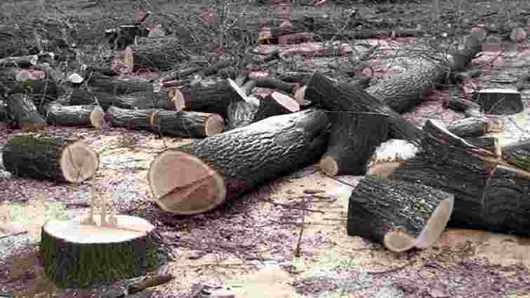 На Львівщині майстрові лісу повідомлено про підозру через незаконну вирубку дубів