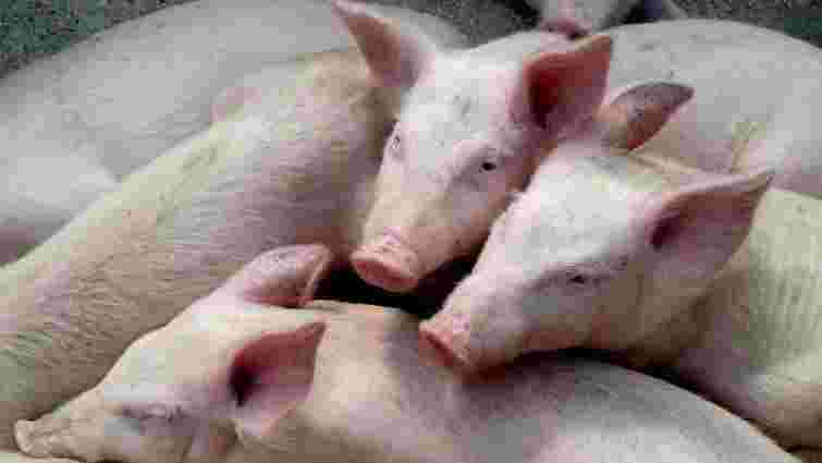 Україна заборонила ввезення свинини з чотирьох регіонів Польщі