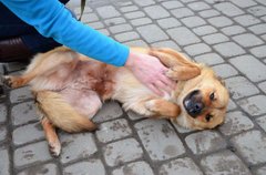 Пригрій сонячну Жужу