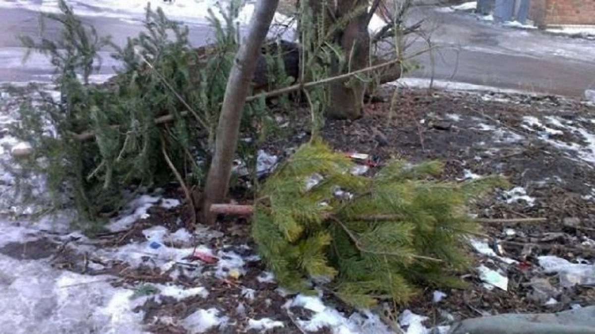 У Львові впродовж чотирьох днів прийматимуть ялинки на утилізацію