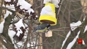 Екологи закликають львів'ян до флешмобу задля порятунку птахів  