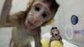 Китайські вчені вперше в світі клонували мавп. Фото дня