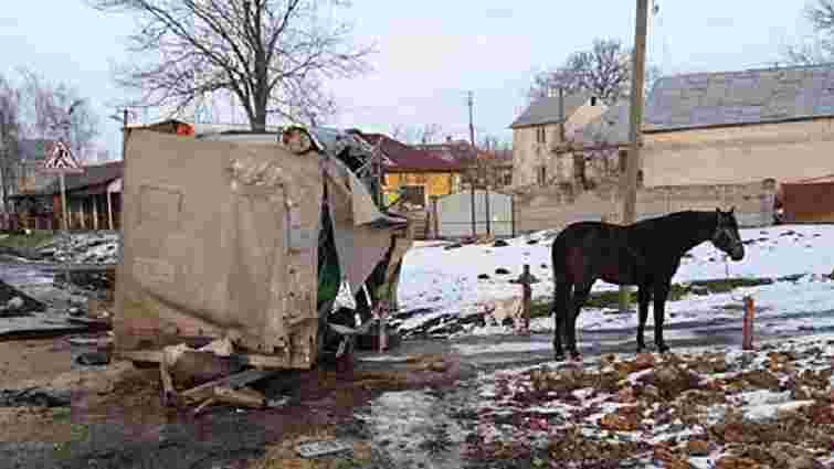 У ДТП на трасі Київ-Чоп загинув цирковий кінь