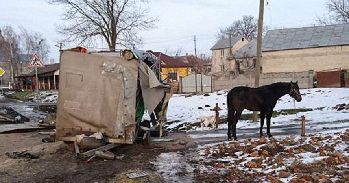 У ДТП на трасі Київ-Чоп загинув цирковий кінь