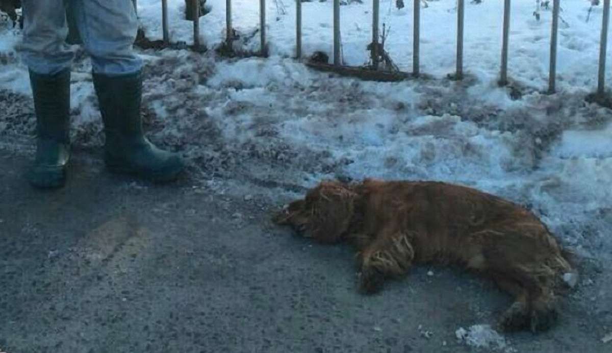 У Львові поліція затримала чоловіка, який вкрав і задушив собаку