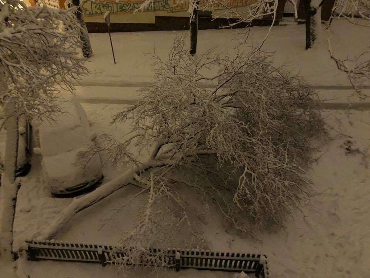 Через сильний снігопад у Львові впало 10 дерев