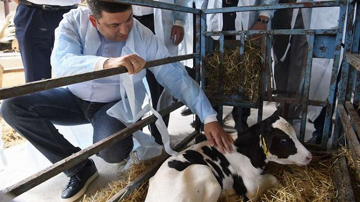 Гройсман пообіцяв селянам по 2500 грн в рік за кожну корову