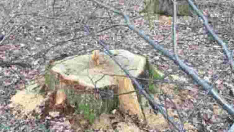 На Стрийщині екологи виявили незаконну вирубку понад тисячі дерев