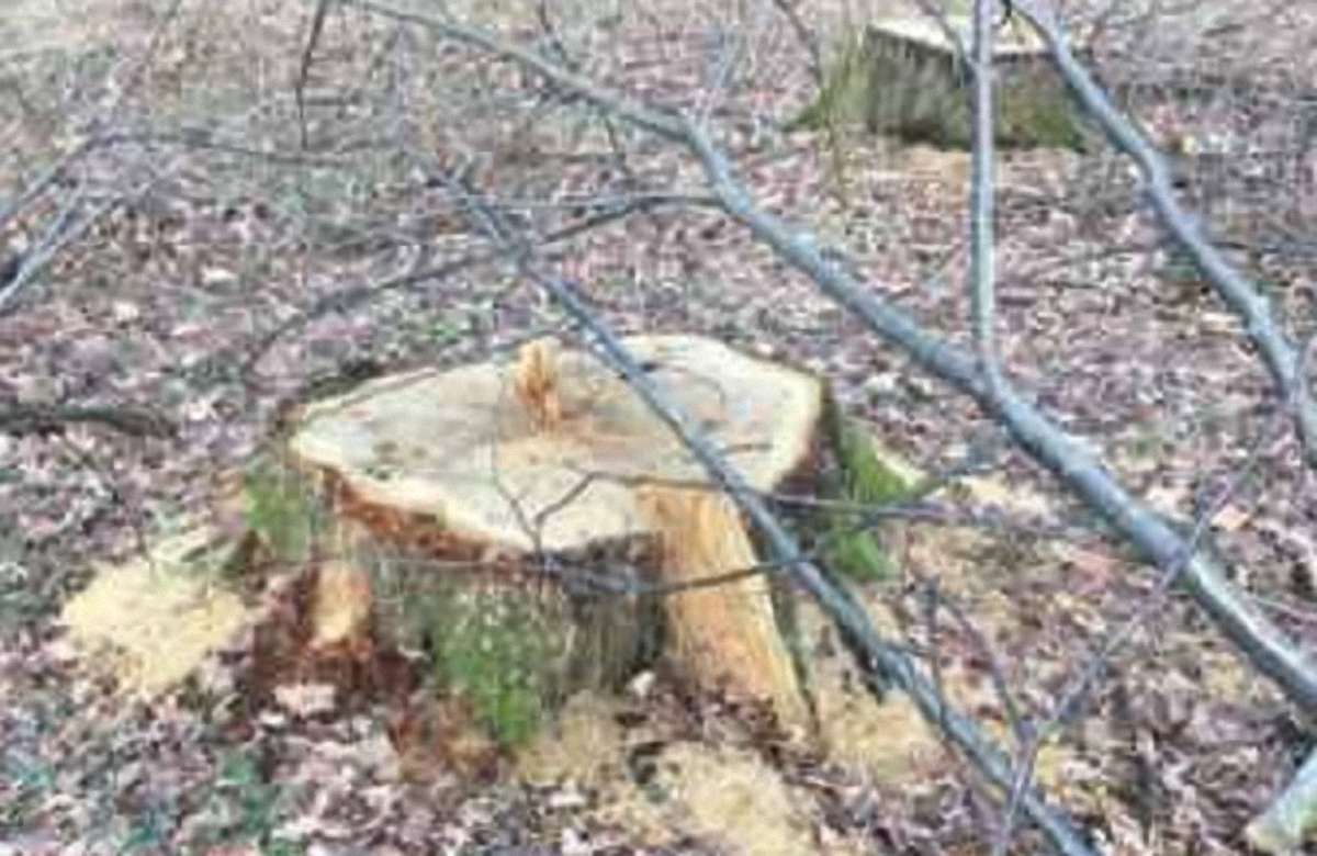На Стрийщині екологи виявили незаконну вирубку понад тисячі дерев