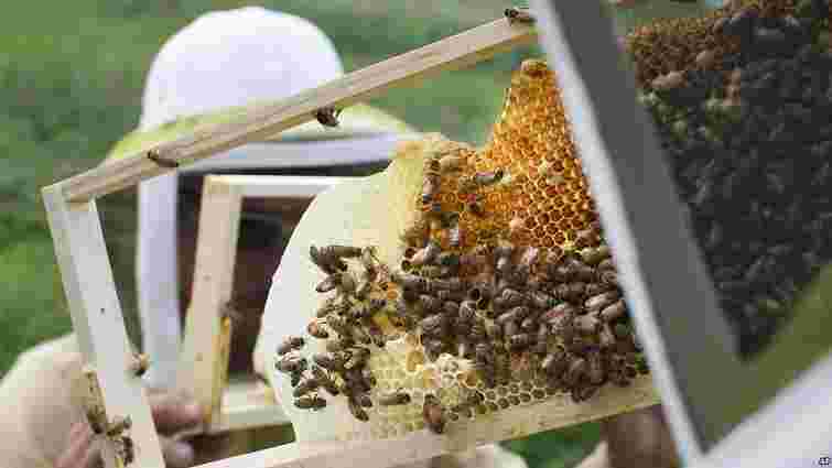 Канада планує врятувати свою популяцію бджіл за допомогою українських