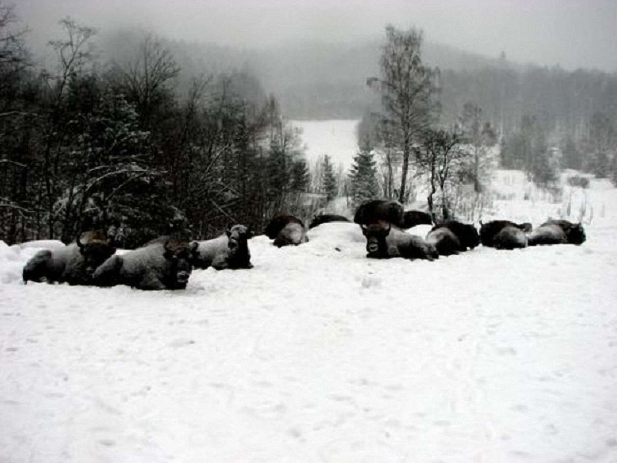 У Карпатах на Львівщині зафіксували збільшення кількості червонокнижних зубрів