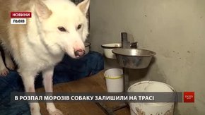 Львівські волонтери збирають гроші на лікування cобаки з епілепсією