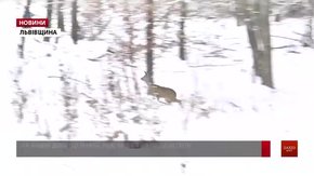 На Львівщині завершили рахувати диких тварин