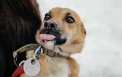 Твій пухнастий  Зевс