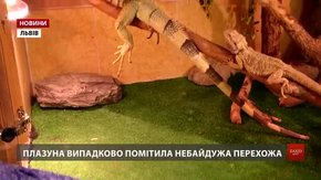 У Львові знайшлася власниця врятованої ігуани