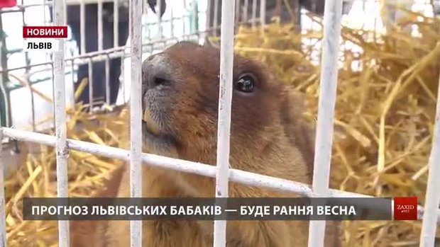 Львівські бабаки зробили свій прогноз на ранню весну