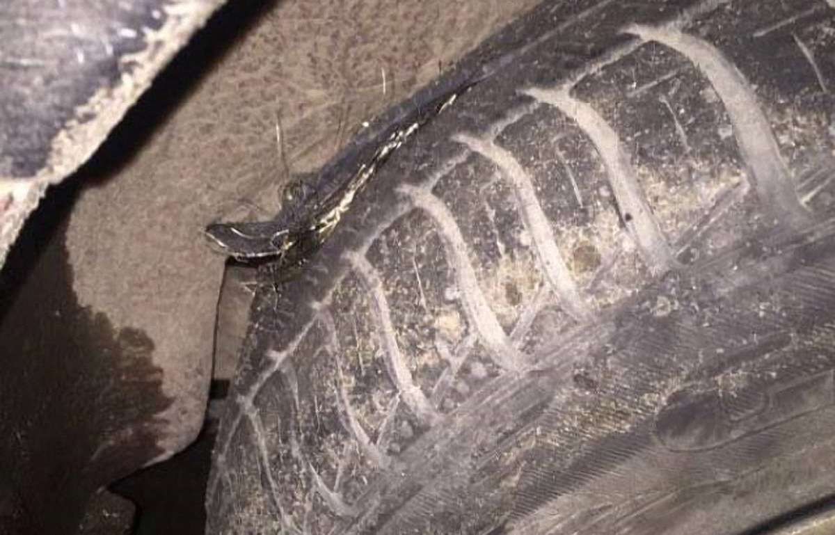 На Закарпатті водій домігся в суді компенсації за пошкодження авто через ями на дорогах