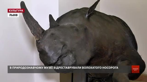 У природознавчому музеї Львова покажуть волохатого носорога, якому 14,5 тис. років