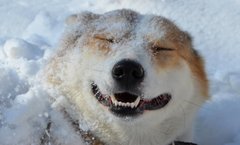 Шпилька і Шпулька в пошуках дому