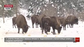 У парку «Сколівські Бескиди» показали, як живуть червонокнижні зубри