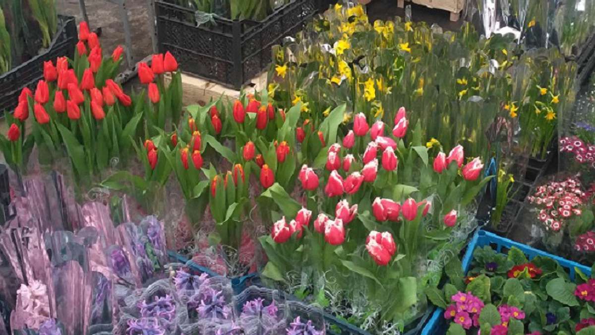 Вікенд у Львові: Zapaska, креативні міста та скрипаль-математик