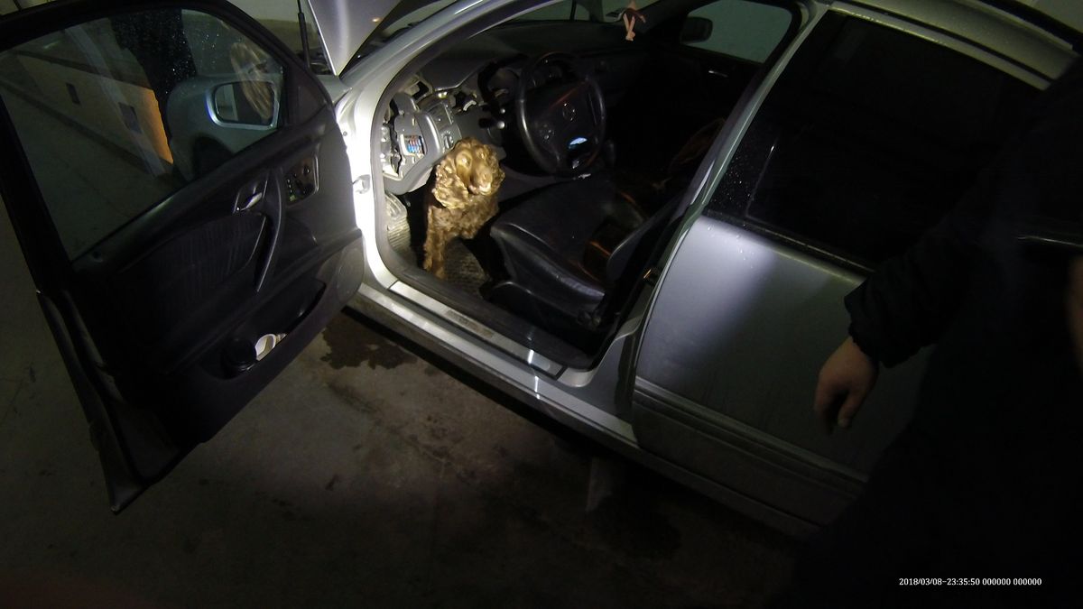 Службовий собака львівських прикордонників знайшов в автомобілі 550 пачок сигарет