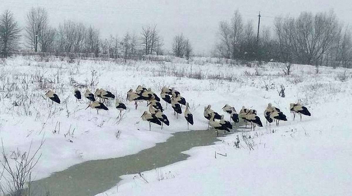 Екологи пояснили, як рятувати лелек під час снігопаду