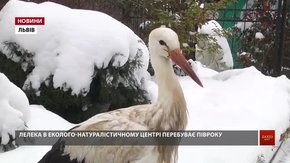 Для порятунку лелек небайдужі львів'яни зібрали понад ₴12 тис.