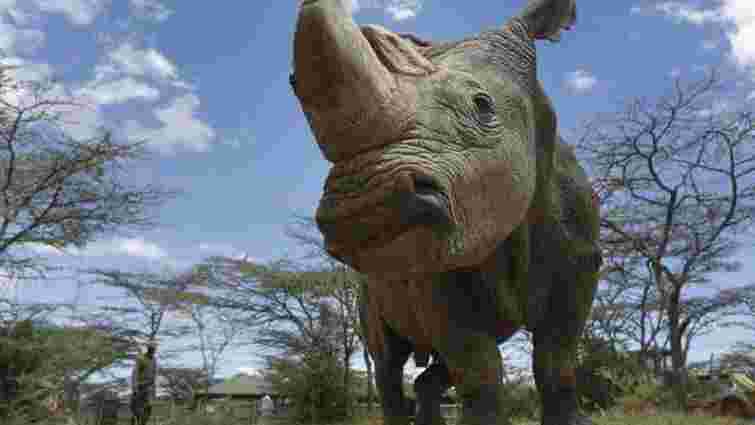 Помер останній у світі самець північного білого носорога