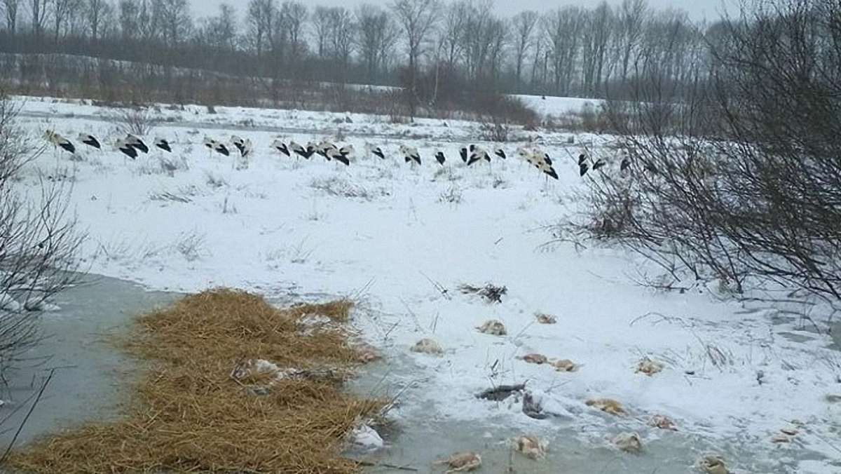 У Мостиському районі рятувальники нагодували лелек та облаштували місця для їхнього перебування