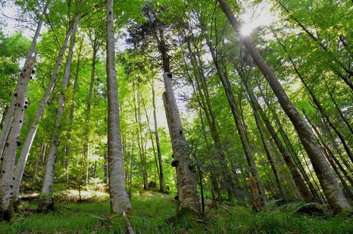 На Львівщині створили новий ландшафтний заказник