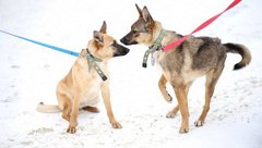 У пошуках Дори